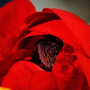 Meet your Posher, Madison